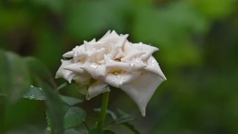 White Rose with Raindrops Close-up 4K ProRes Stock Footage 346705137