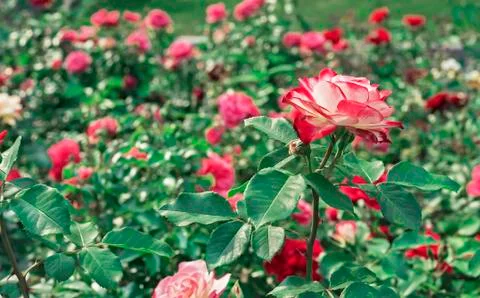 White rose with red border. Blooming white rose with a red border in the garden. Stock Photos