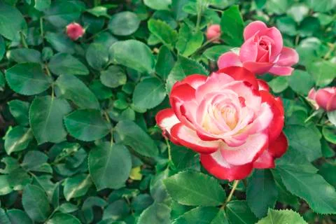 White rose with red border. Blooming white rose with a red border in the garden. Stock Photos