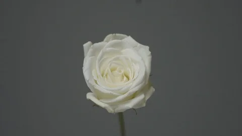 White Rose with Red liquid dripped on it Stock Footage 87765439