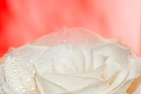 White rose on red 스톡 사진