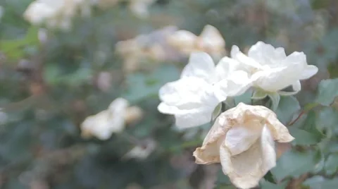 White Rose, roses blowing in the wind Stock Footage 50445472