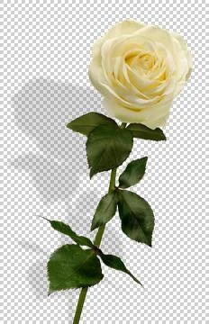 White rose with shadow, cutout, transparency Stock Photos