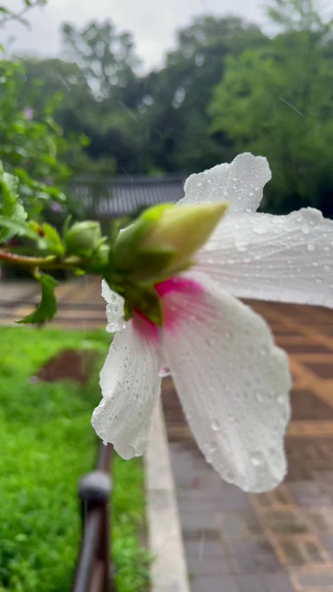 White Rose of Sharon flower covered with fresh raindrops after seasonal rain Video stock 343623694