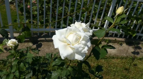 White Rose Shot Close Up Stock Footage 53878811