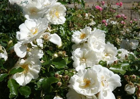 A  white rose shrub Stock Photos