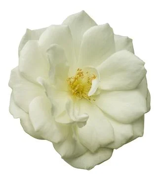 A white rose sits on a white background. The flower displays delicate petal.. Stock Photos