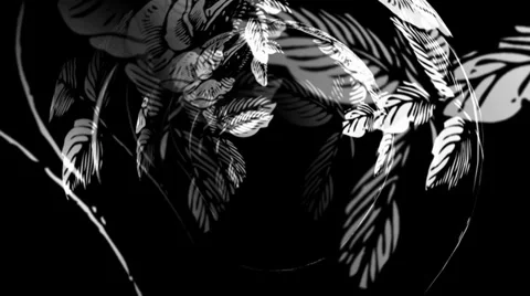 White Rose Spin Stock Footage 34295121