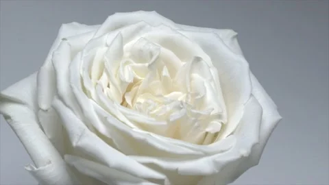 White Rose spinning Stock Footage 232813757