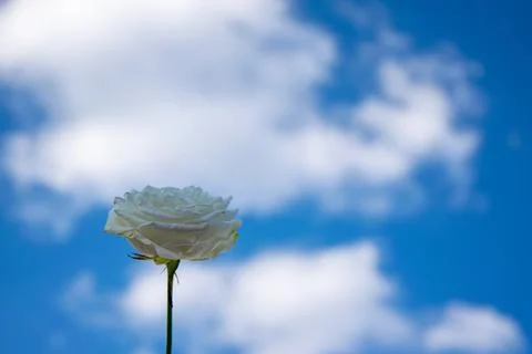 A white rose stands elegantly against a vibrant blue sky filled with soft, fl Stock Photos