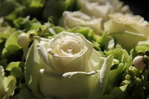 White rose in the sun 스톡 사진