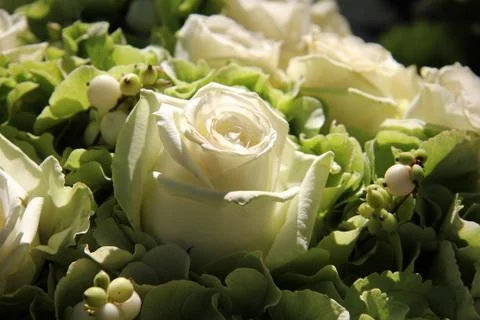 White rose in the sun Stock Photos
