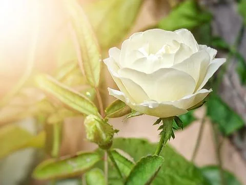 White Rose with sunlight Stock Photos