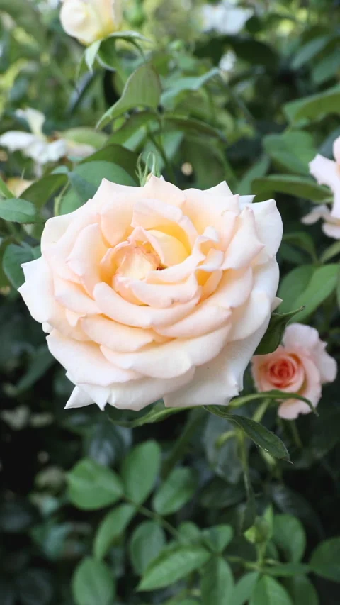 A White Rose Surrounded By Bushes. Close-up Of A White Rose Bush In The City Gar 스톡 동영상 266459759