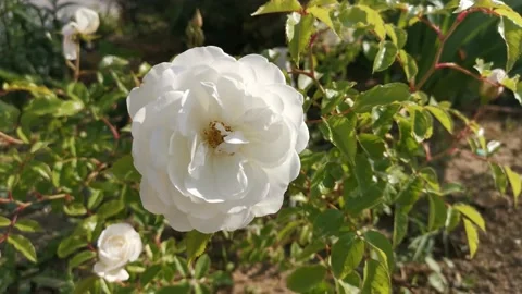 A white rose sways in the wind. Stock Footage 147735162
