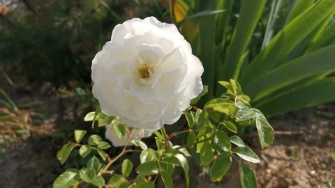 A white rose sways in the wind. Stock-Footage 147735210