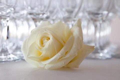 White rose on the table, in the background glasses of champagne, wedding even Stock Photos