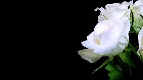 White Rose Time-lapse Stock Footage 73127314