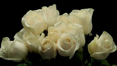 White Rose Time-lapse Stock Footage 273840642
