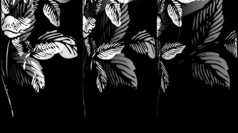 White Rose Tubes Stock Footage 34294830