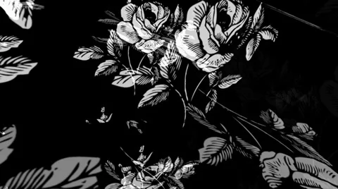 White Rose Turning Stockbeeldmateriaal 34295412