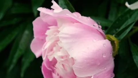 White rose under the rain closeup slowmotion Stock-Footage 77583816
