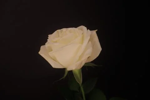 White Rose View In The Black Background Stock Photos