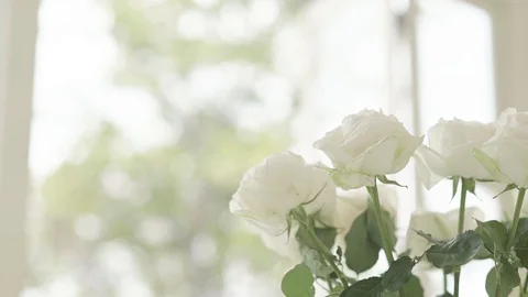 White Rose with View of Nature from Window in Background Stock Footage 128670296