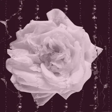 White rose on violet background Foto stock