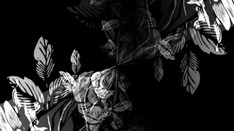 White Rose Vortex 動画素材 34295312