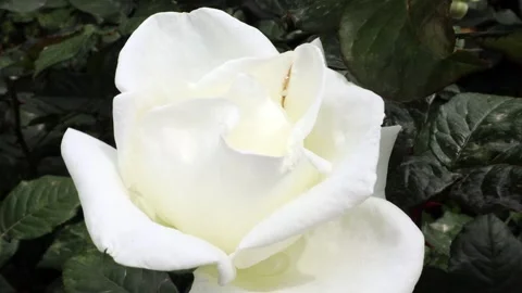 White rose with water drops Stock Footage 321007653