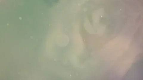 White rose in water Stock Footage 73902207