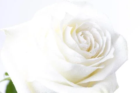 White rose on white background Foto stock