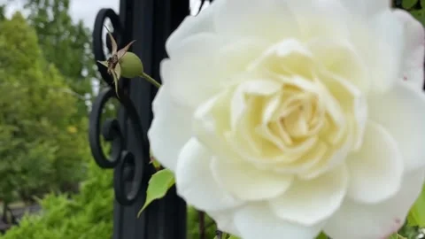 White rose in the wind against a background of green leaves Stock Footage 162759670