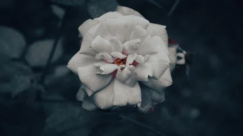 White rose in the winter 写真素材