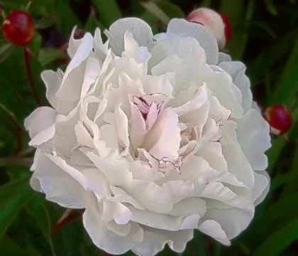 White rosebloom Stock Photos