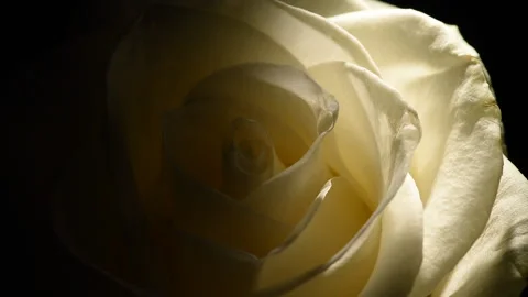 White rosebud macro with slowly movement of light on a black background. Stock Footage 166559280