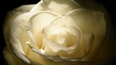 White rosebud macro slowly rotates on a black background. Stock Footage 166559210