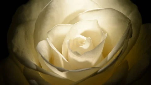 White rosebud macro slowly rotates on a black background. Stock Footage 166559329