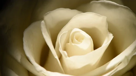 White rosebud macro slowly rotates on a black background. Stock Footage 166559649