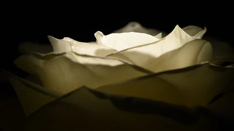 White rosebud macro slowly rotates on a black background. Stock Footage 166559674