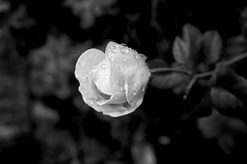 White Rosebud Foto stock