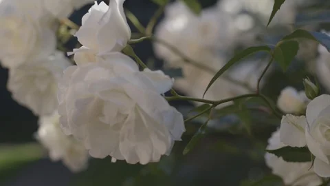 White Roses 10 Video stock 112298618