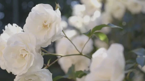 White Roses 2 Stock Footage