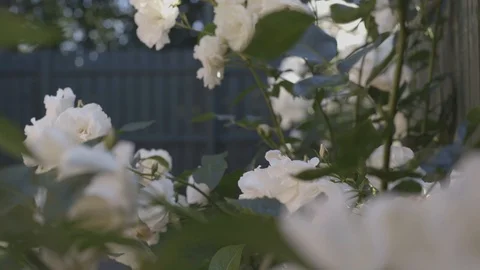 White Roses 3 wide Video stock 112298837