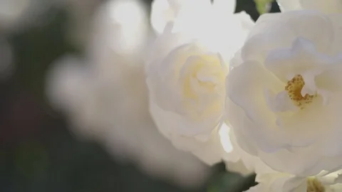 White Roses 4 Video stock 112298833
