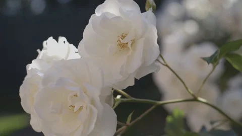 White Roses 5 Video stock 112298832