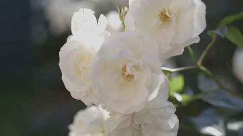 White Roses 6 Video stock 112298748