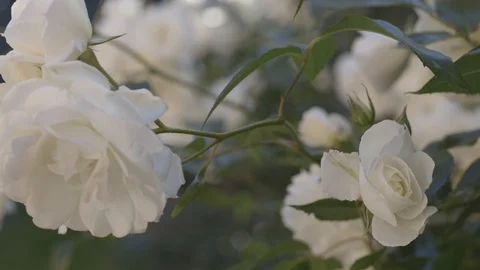White Roses 7 Video stock 112298715