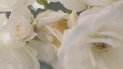 White Roses 8 Video stock 112298694